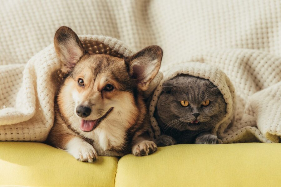 dog and cat under a blanket