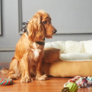 cute dog in a living room