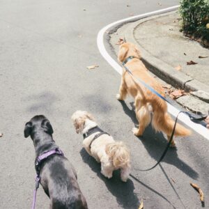 walking dogs